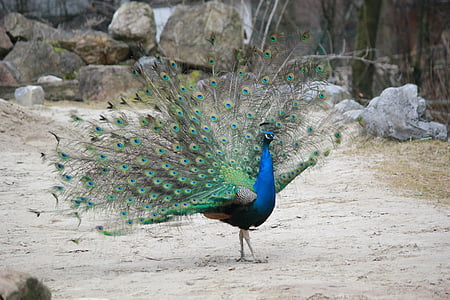 selective focus photography of Indian peafowl thumbnail