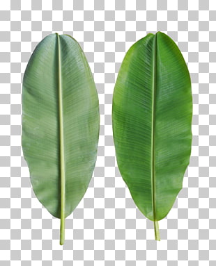 Banana leaf Bánh tét, Banana leaves are on the back, two green leaves PNG clipart