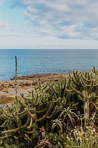 Plants of Portugal thumbnail