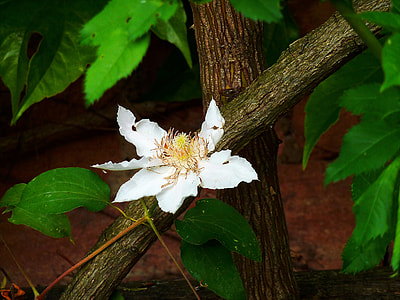 Clematis, Hahnenfußgewächs thumbnail