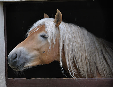 brown horse with white hair thumbnail