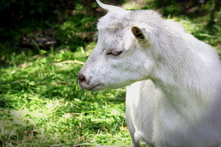 white goat on green grass thumbnail