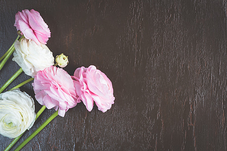 closeup photo of white and pink petaled flowers thumbnail