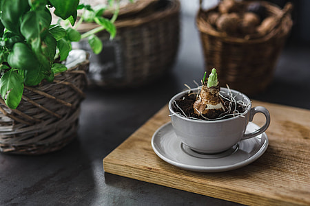 Little seedling in a cut with walnuts and golden pins thumbnail