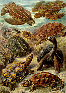 panting of turtles thumbnail