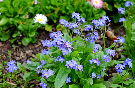 blue Nemophila flowers thumbnail
