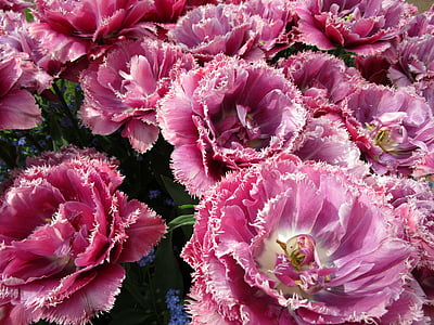 pink flowers thumbnail