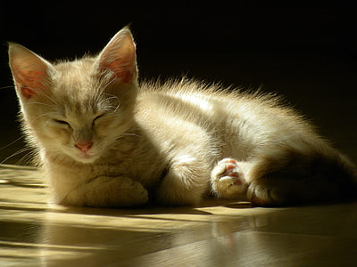 orange tabby kitten lying on brow flooring thumbnail