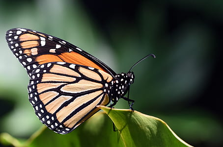 closeup photography of monarch butterfly perched on green leaf thumbnail