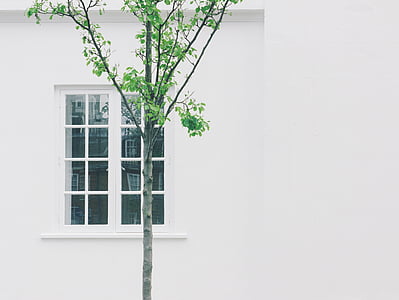 green tree near white building wall thumbnail