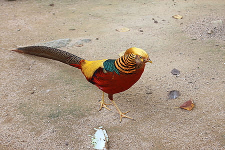 golden pheasant on ground thumbnail