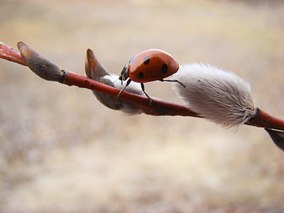 selective focus photography ladybug perched on willow tree flower thumbnail