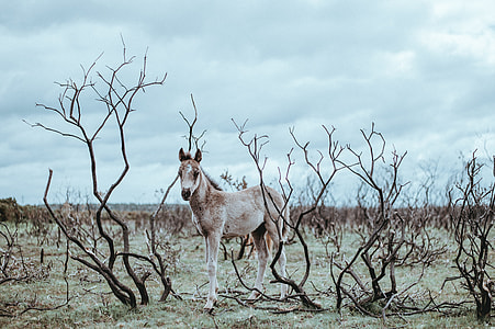 New forest pony foal thumbnail