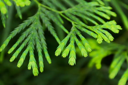 green leaves in shallow-focus shot thumbnail