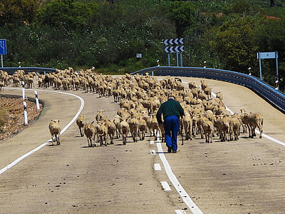 man walking with herd of goats thumbnail