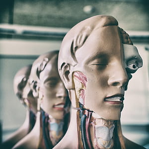 anatomy figure decor thumbnail