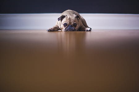 pug lying on floor near wall thumbnail