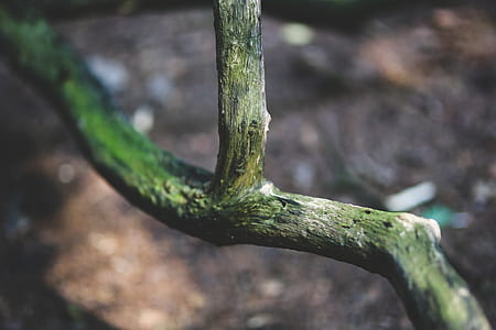 Branch thumbnail