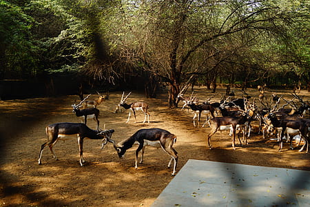 herd of deer under green trees during daytime thumbnail