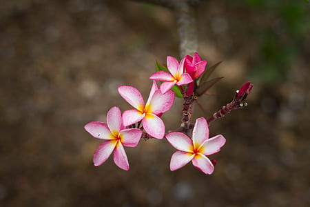 shallow focus photography of pink and white flowers thumbnail