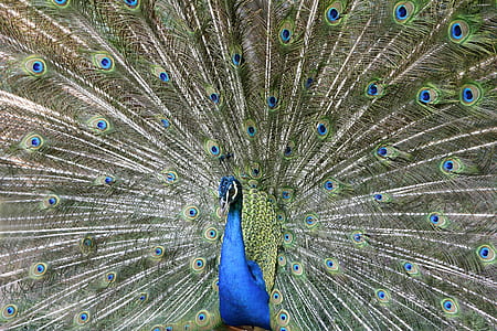 close-up photo of peacock thumbnail