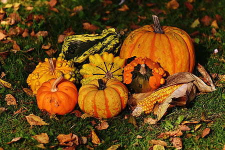 yellow pumpkin on ground thumbnail