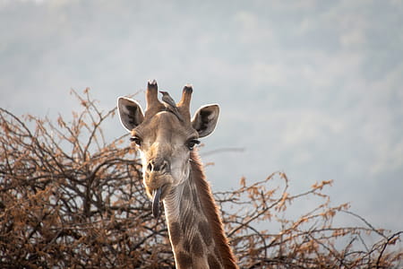 Giraffe Showing It's Tongue thumbnail