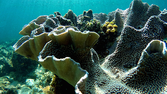 gray and white corals thumbnail