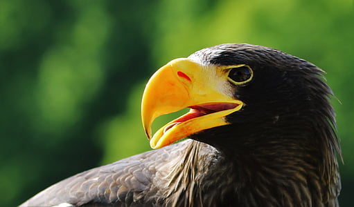black hawk in close-up photograph thumbnail