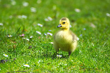 white duckling on green grass thumbnail