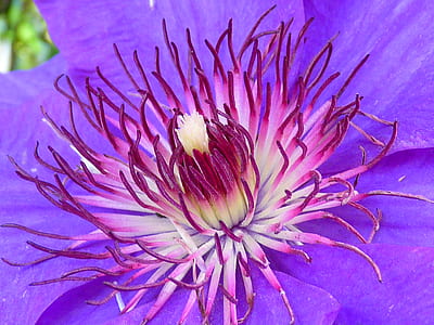 white and purple flower thumbnail