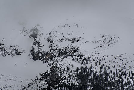 aerial photography of forest cover by snow thumbnail