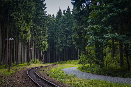 train rail between trees thumbnail