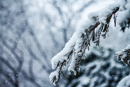 shallow focus photo of snow covered tree thumbnail