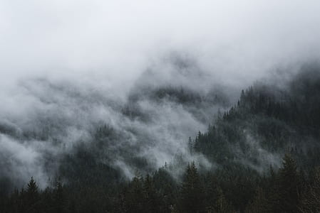 pine trees covered by white clouds thumbnail