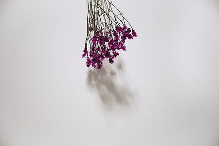 selective focus of purple flowers thumbnail