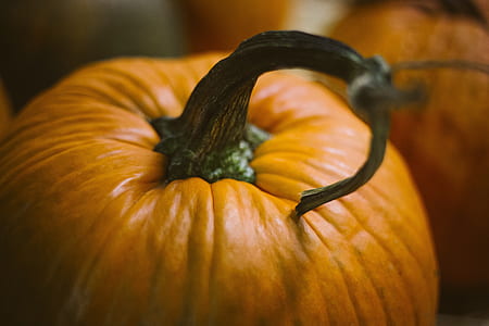 close-up photo of pumpkin thumbnail