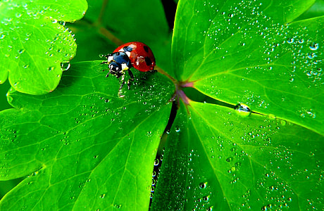 close-up photography red and black ladybug on green leaf thumbnail
