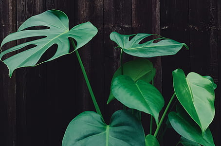 green leafed plant near wall thumbnail