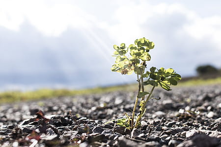 green leafed plant in selective focus photography thumbnail