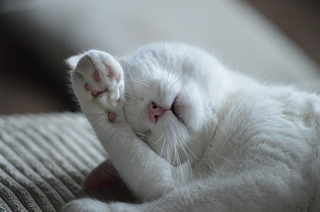 short-coated white cat thumbnail