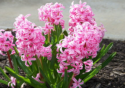 close-up photography of pink petaled flowers in bloom thumbnail