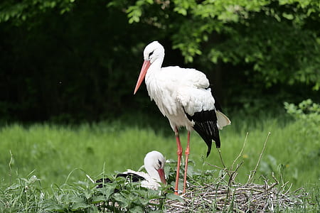 white feathered bird on green grass thumbnail