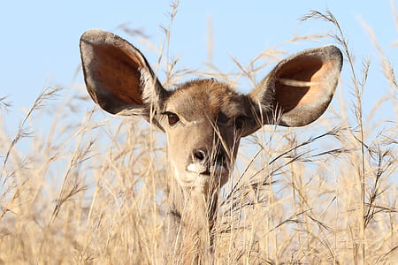 nature, field, bush, animal thumbnail