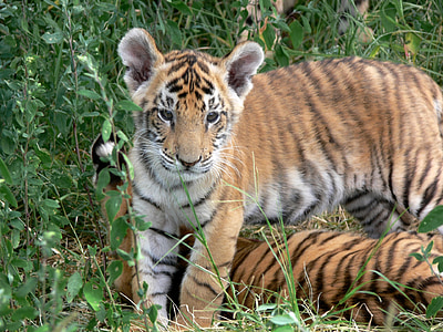 tiger lying on green grass thumbnail
