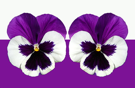 purple and white flowers thumbnail