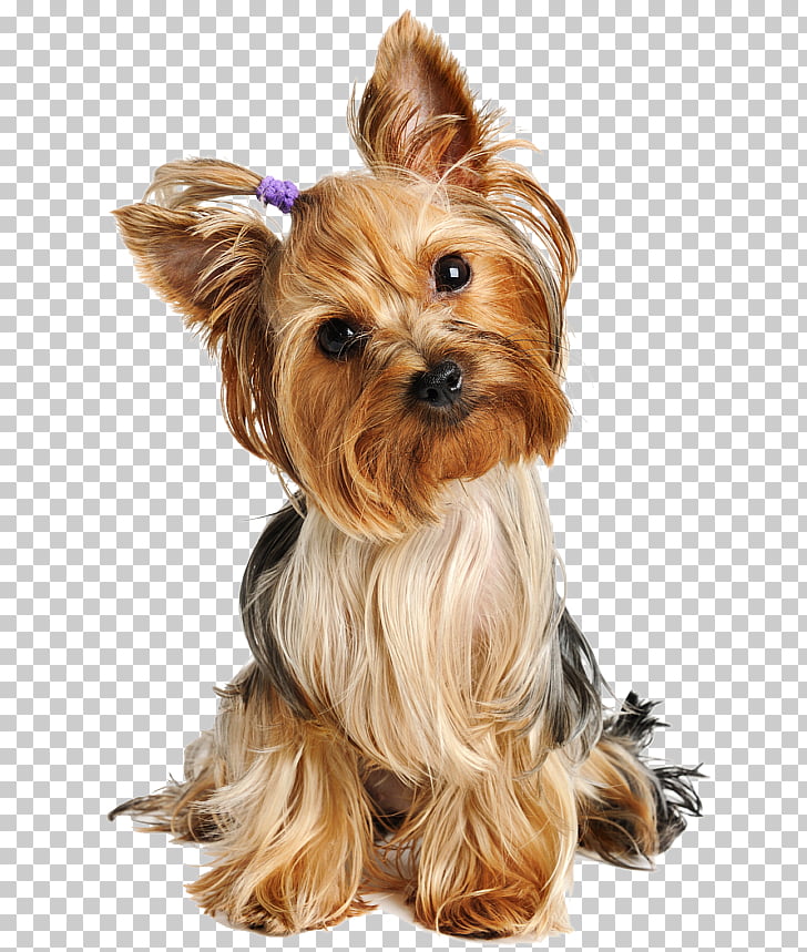 Yorkshire Terrier Puppy Australian Silky Terrier Airedale Terrier