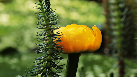 photo of orange petaled flower thumbnail