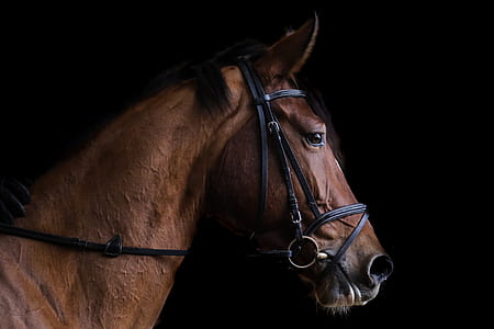 close-up photography of brown horse thumbnail