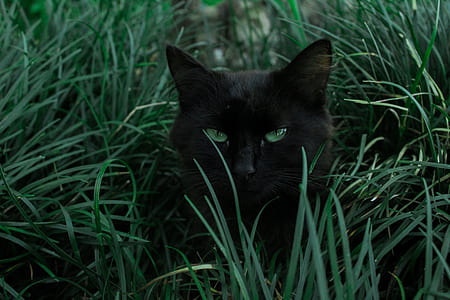 black cat on grass thumbnail